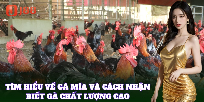 Giống Gà Mía nổi bật với sức bền tuyệt vời