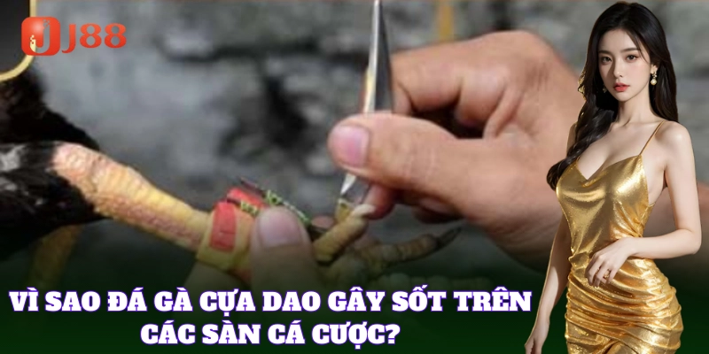 Đá Gà Cựa Dao, môn giải trí hấp dẫn và kịch tính